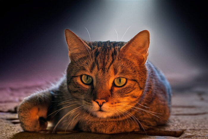 Confira 4 características do gato da raça pelo curto brasileiro 1 gato