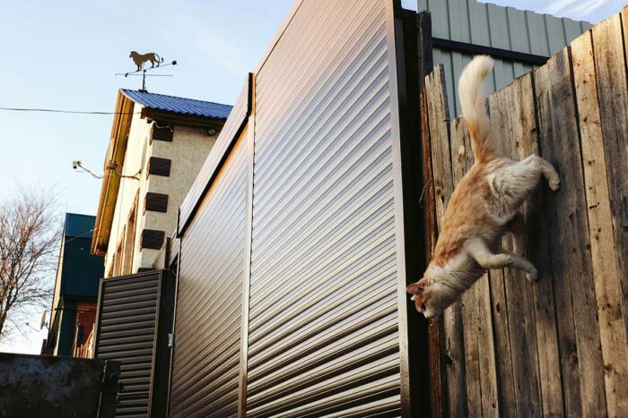Conheça 8 curiosidades sobre a habilidade de saltar dos gatos 1 gato saltando by pexels editada