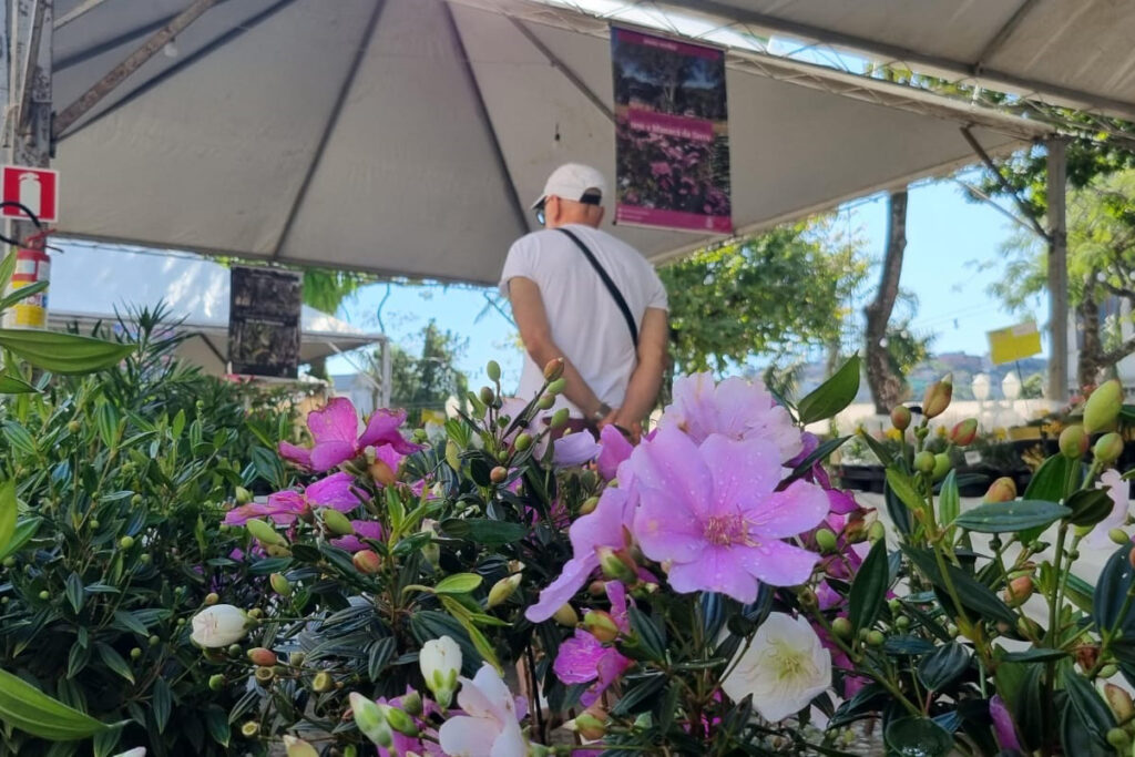Feira de Flores de Holambra celebra 20 anos com mais de 150 espécies em Juiz de Fora 2 holambra leonardo costa