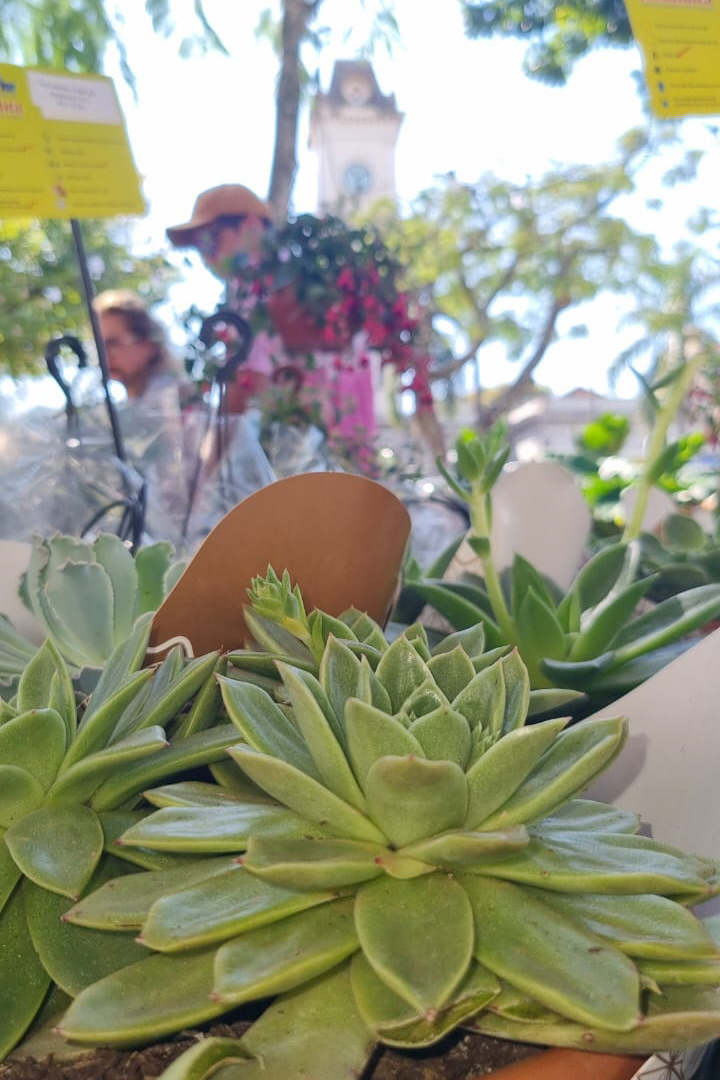 Feira de Flores de Holambra celebra 20 anos com mais de 150 espécies em Juiz de Fora 1 holambra