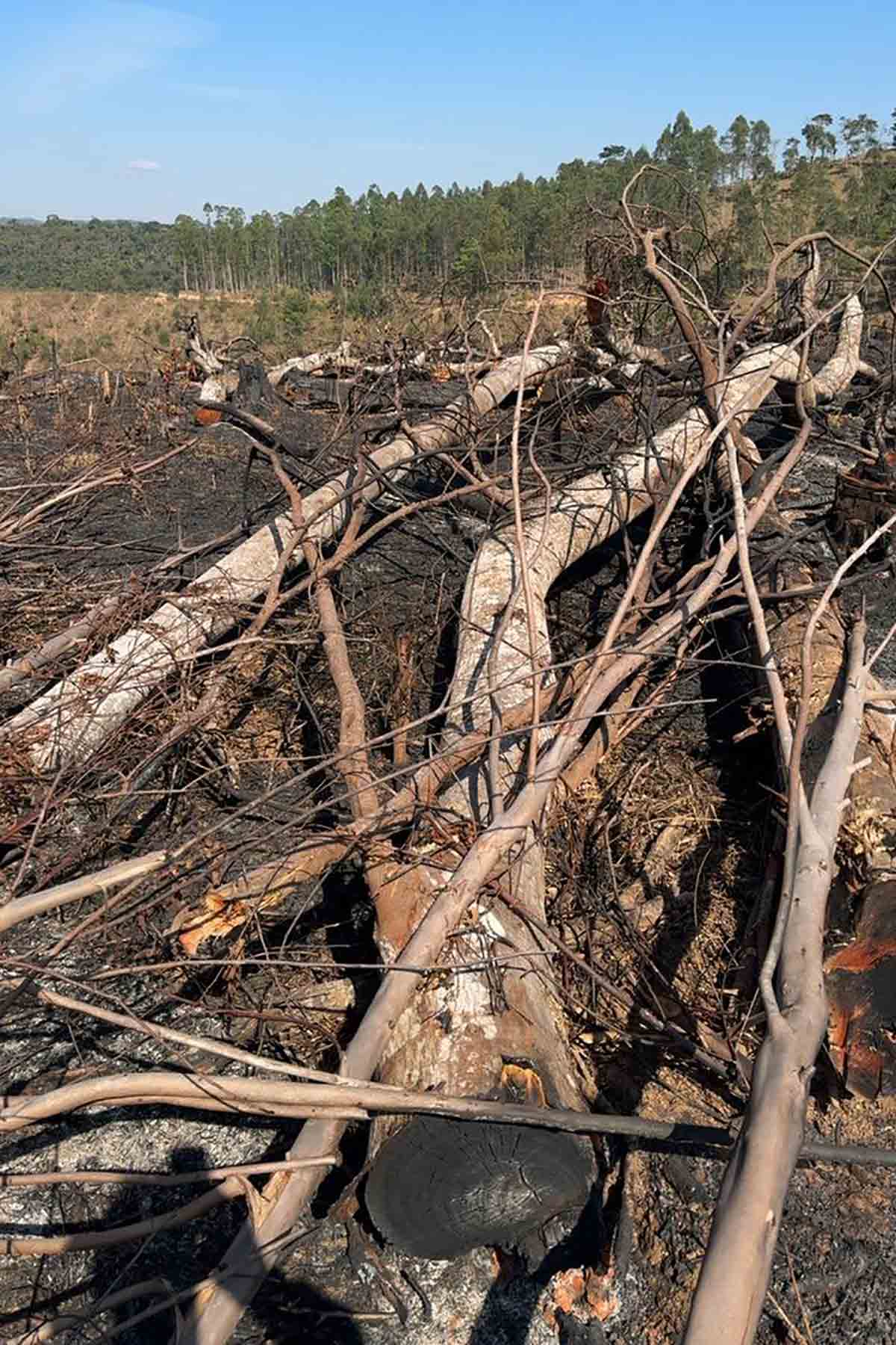 Área de cerca de 7 hectares é queimada em Cipotânea 1 incendio em Cipotanea divulgacao policia militar do meio ambiente