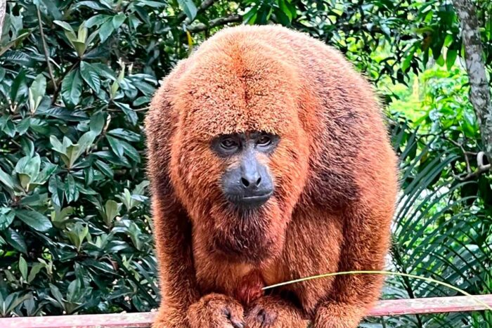 Homem é ferido por macaco no Bairro Tiguera 1 homem atacado por macaco