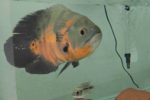 Cerca de 400 famílias vivem da renda da produção de peixes ornamentais na Zona da Mata 1 peixes ornamentais igor torrer IMA