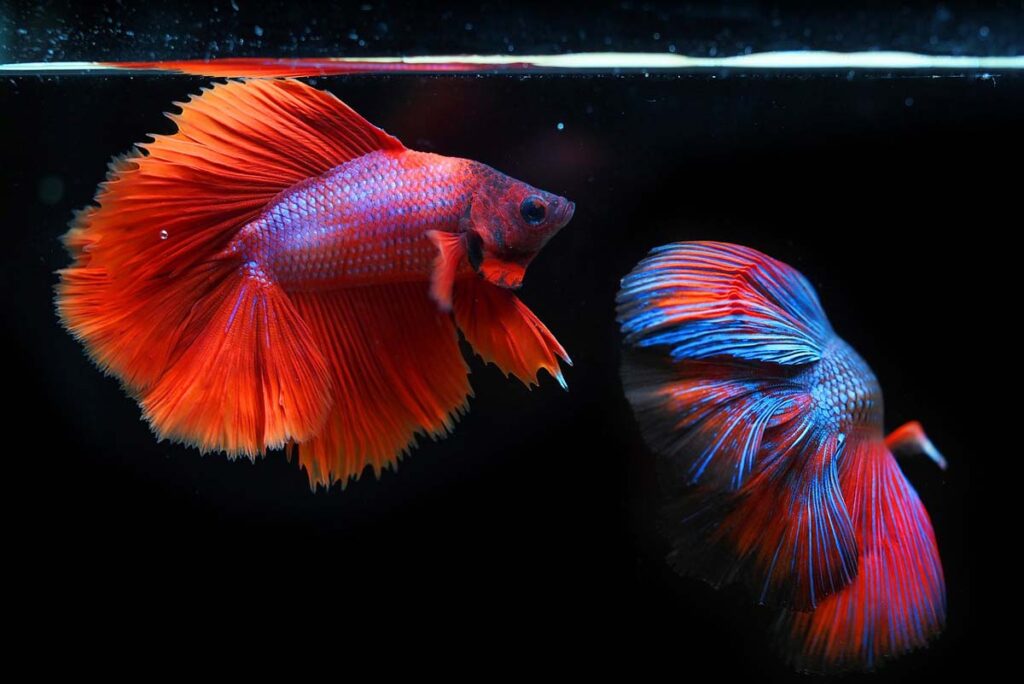 Cerca de 400 famílias vivem da renda da produção de peixes ornamentais na Zona da Mata 3 peixes ornamentais