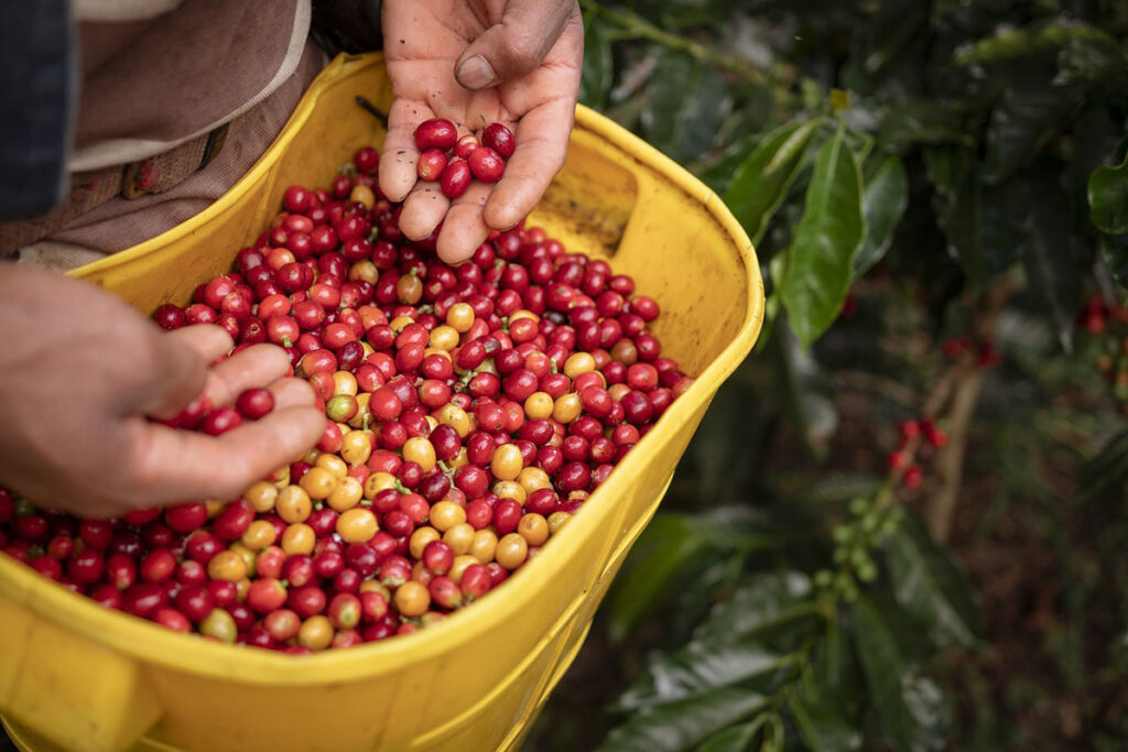 BDMG oferece capacitação gratuita em agricultura regenerativa para cafeicultura 1 Produtor de café é condenado a pagar R$ 300 mil em indenização por manter trabalho escravo