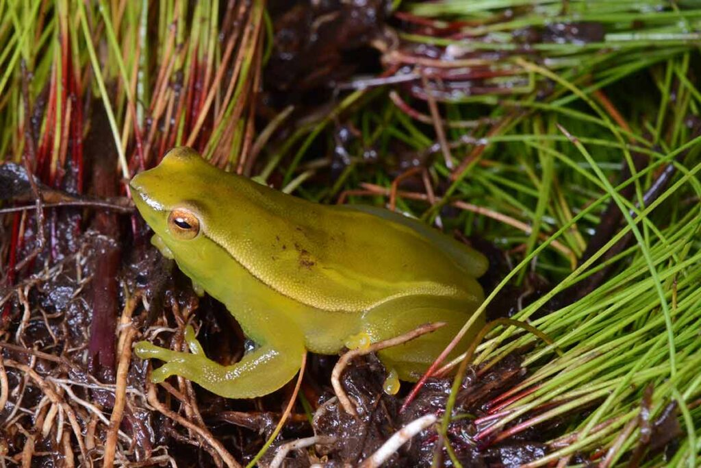 População de perereca ameaçada de extinção é identificada em Bom Jardim de Minas 2 População de perereca ameaçada de extinção é identificada em Bom Jardim de Minas
