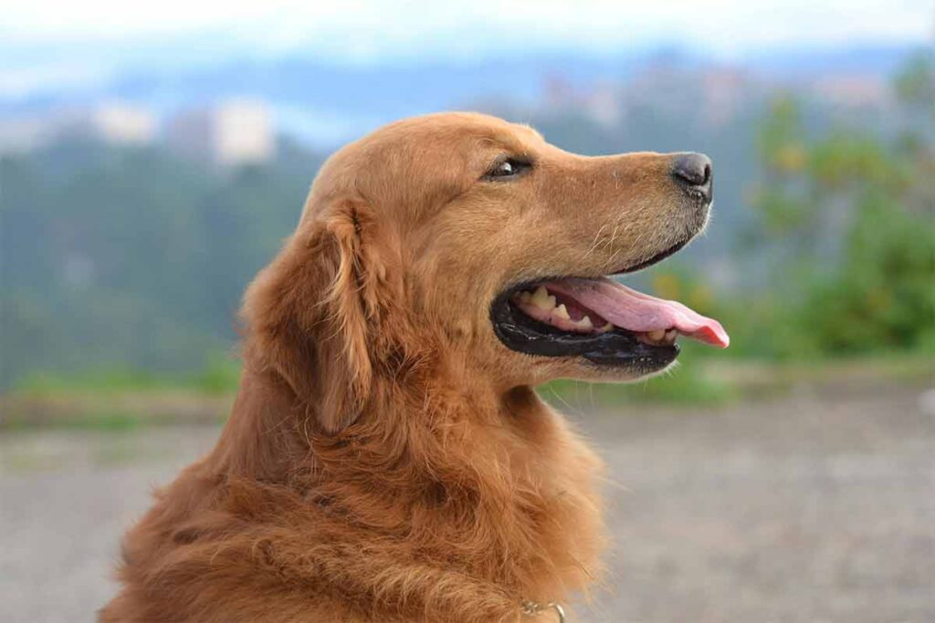 Tem cachorro idoso? Veja 8 brincadeiras seguras para o seu cão 2 Cachorro idoso Pexels