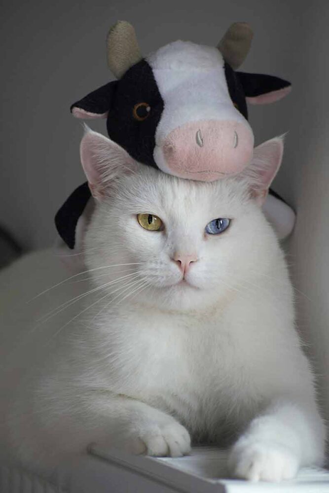 Conheça 8 pares de raças de gatos parecidos