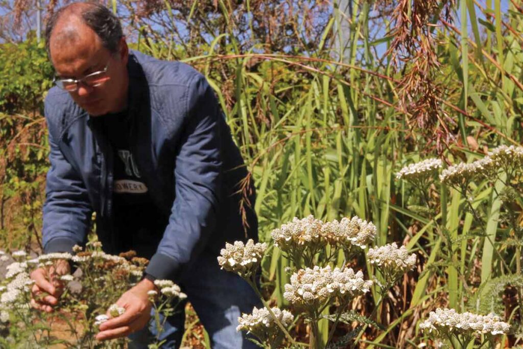 Plantas medicinais: saiba o que são, em que caso podem ser utilizadas e o cultivo correto 3 Plantas medicinais