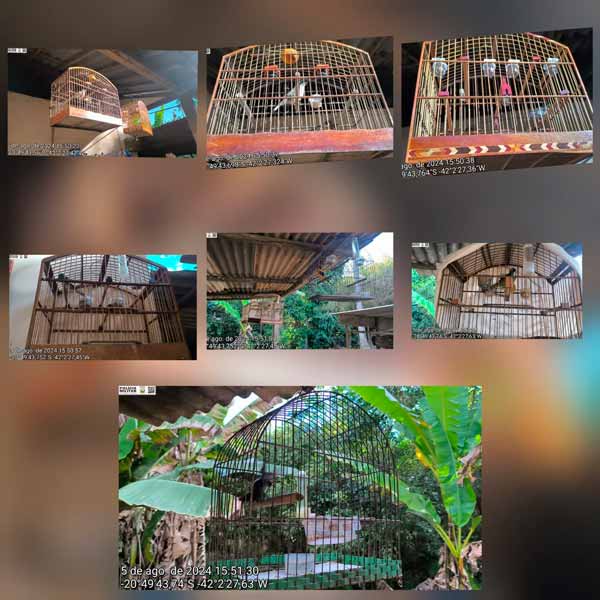 Homem é multado em mais de R$ 30 mil por manter pássaros em cativeiro sem licença 3 passaros em cativeiro foto pmma 3