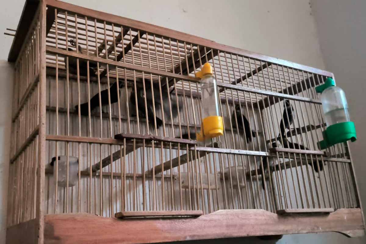 Homem é multado em mais de R$ 30 mil por manter pássaros em cativeiro sem licença 2 passaros em cativeiro foto pmma