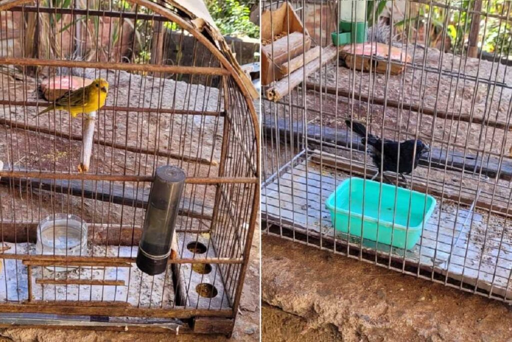 Nove pássaros mantidos em cativeiro são resgatados, e suspeito é autuado em mais de R$ 14 mil 4 passaros mantidos em cativeiro foto pmma site