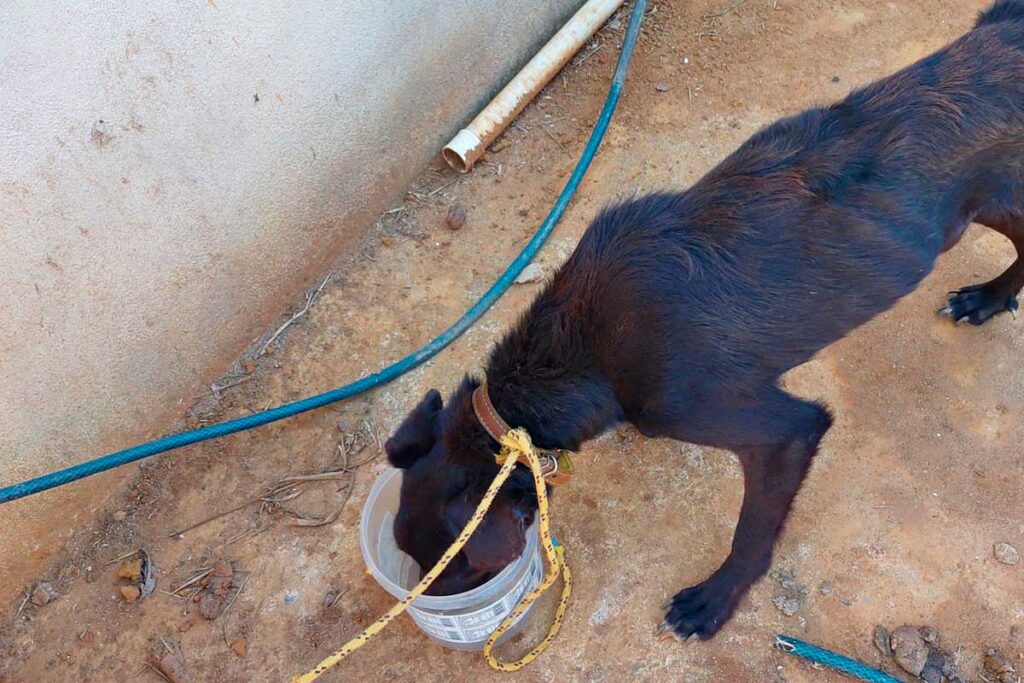 Cachorro vítima de maus tratos é resgatado pela Polícia Militar do Meio Ambiente 1 pmmambcao2