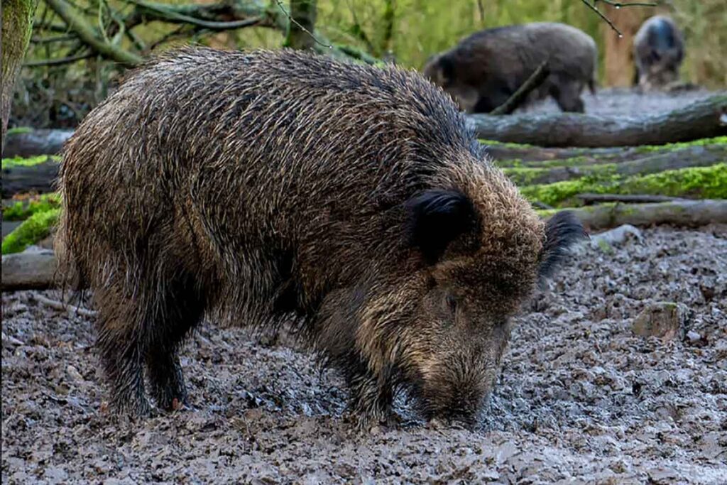 Lista preliminar aponta a ocorrência de 161 Espécies Exóticas Invasoras de fauna e flora em Minas 1 sus scrofa reproducao biodiversity4all