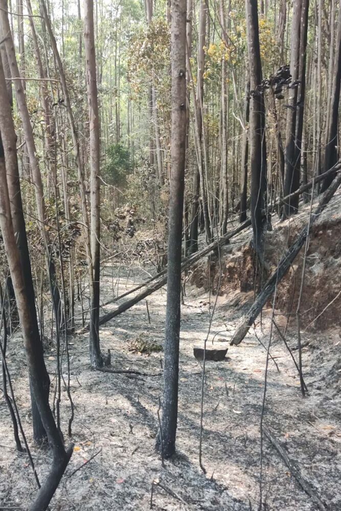 Incêndios: PM de Meio Ambiente registra 46 ocorrências só este mês 1 CAPA incendio pmma 2