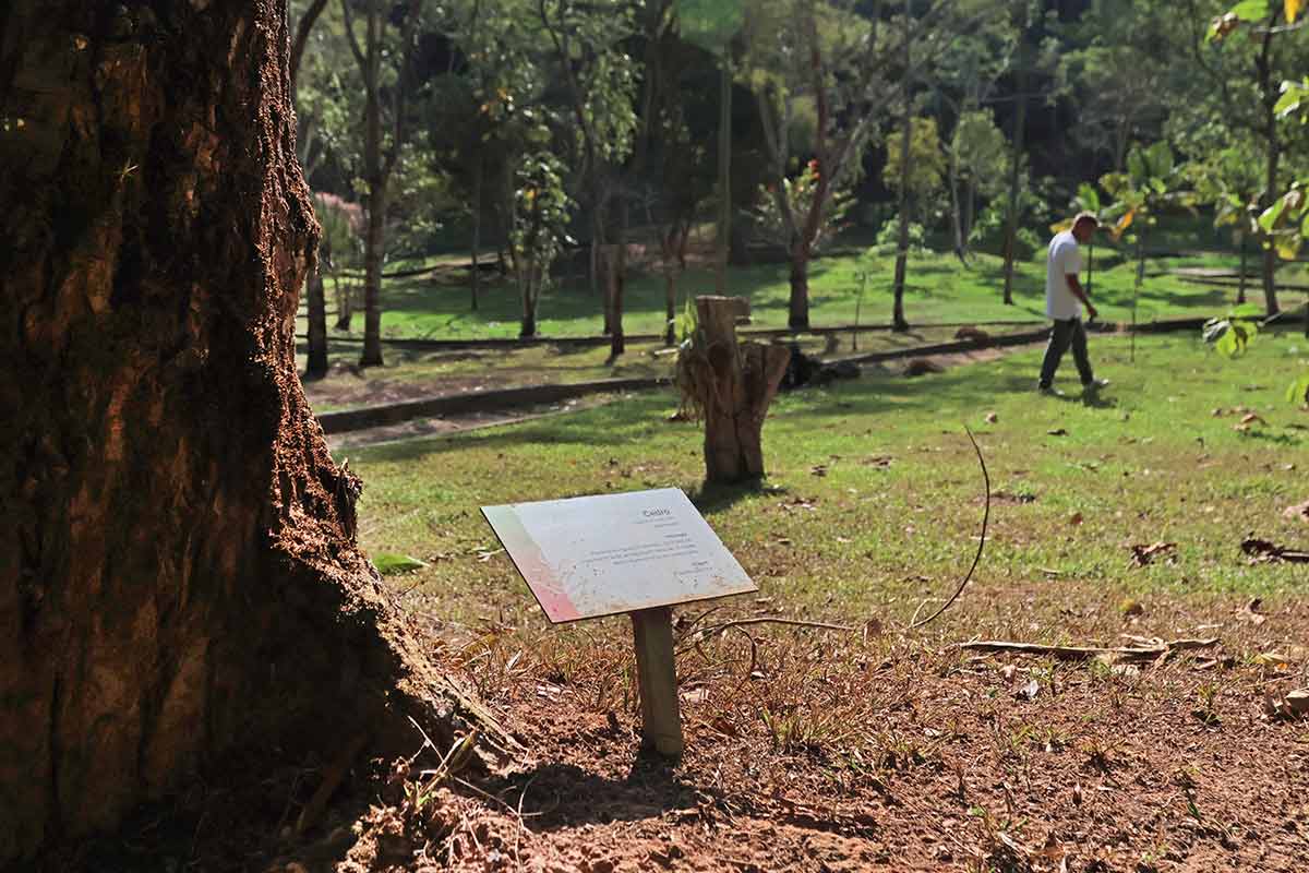 Jardim Botânico recebe sementes de espécies ameaçadas para projeto de reflorestamento 2 Jardim Botânico recebe sementes de espécies ameaçadas para projeto de reflorestamento