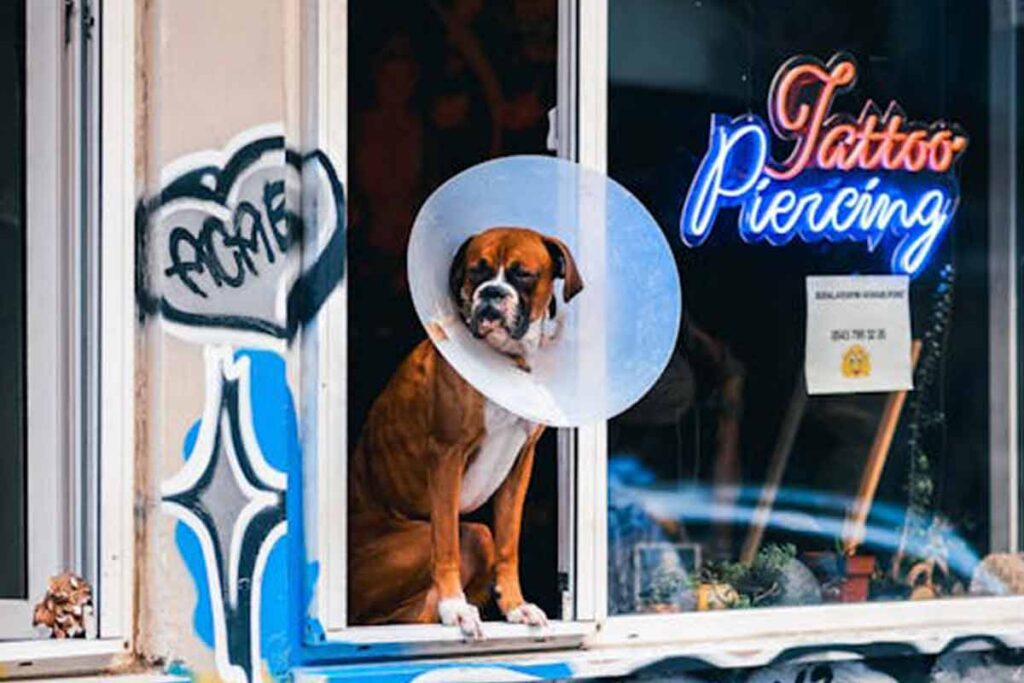 Veja 10 dicas para facilitar o uso do cone pelo cachorro 2 Colar para caes Freepik