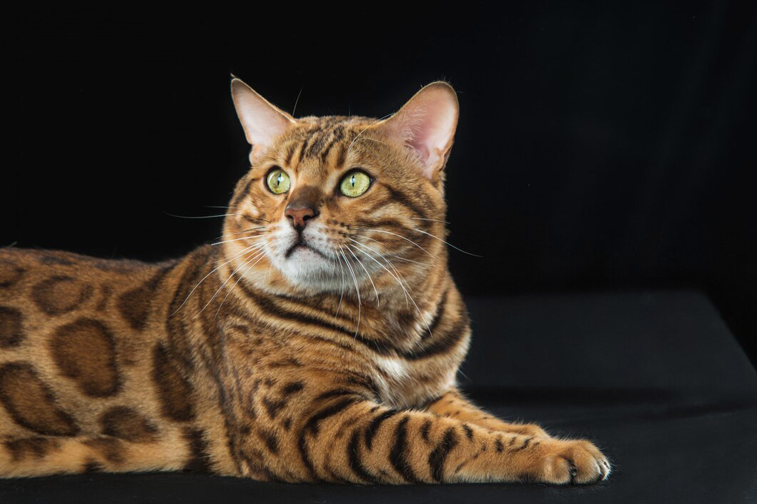 Confira 4 características do gato da raça ocicat 1 ESPECIAL PET OCICAT 4 FREEPIK