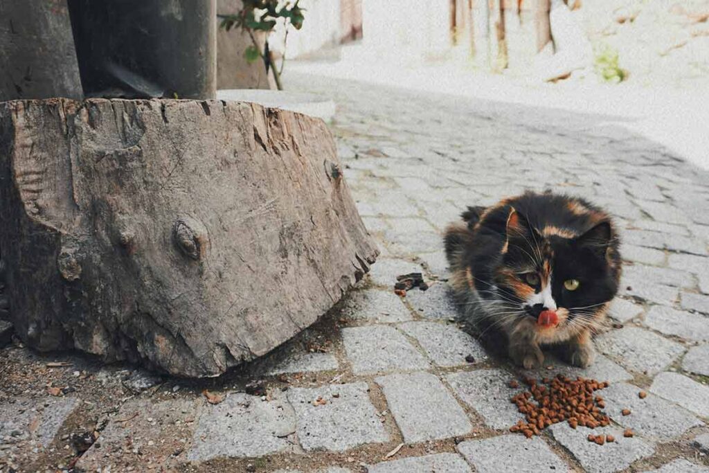 Confira 8 cuidados ao mudar a ração do cachorro ou do gato 2 Confira 8 cuidados ao mudar a ração do cachorro ou do gato