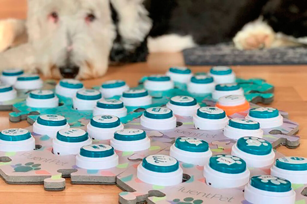 Cachorros entendem comandos de botões sonoros? Veja o que diz estudo 1 botoes sonoros fluent pet editada