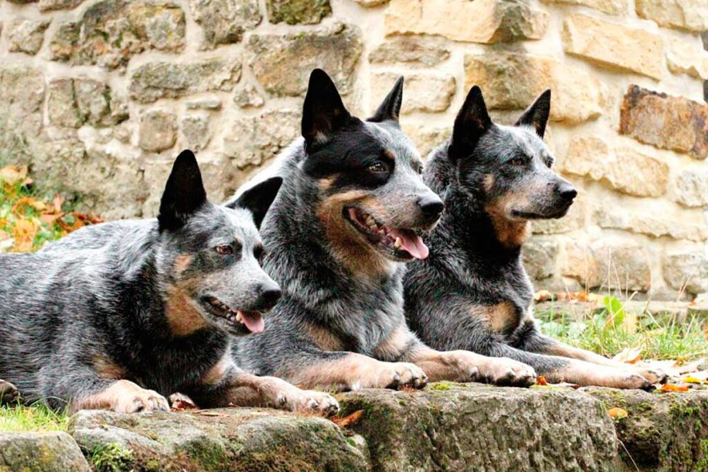 Conheça 4 características do cachorro da raça boiadeiro australiano 1 cachorro boiadeiro australiano by shutterstock editada