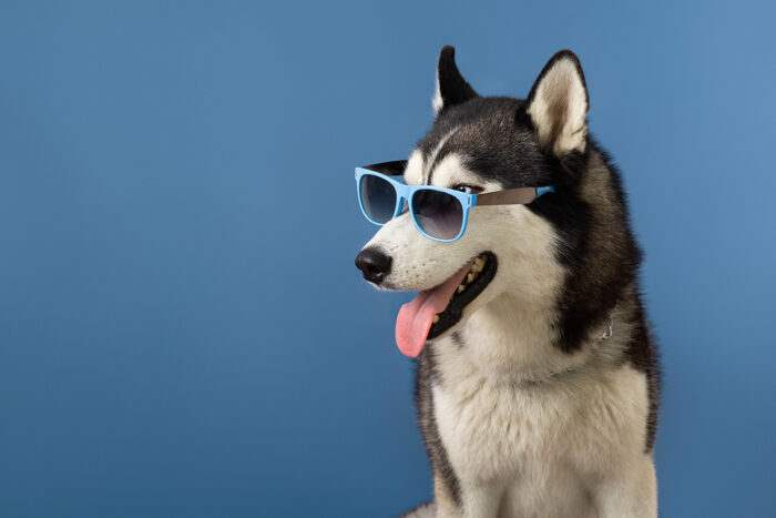 Confira 7 comportamentos comuns do cachorro após a adoção 1 cachorro oculos by freepik