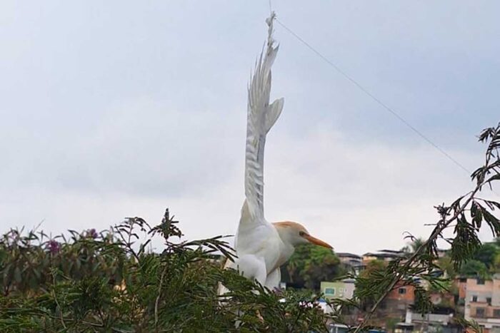 Garça fica presa em linha de papagaio e é resgatada em Juiz de Fora 1 Garça Linha de papagaio