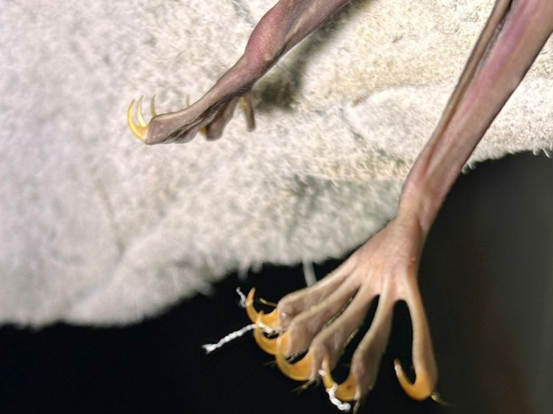 garras morcego pescador Deborah Goncalves