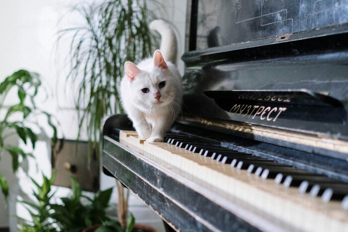 gato