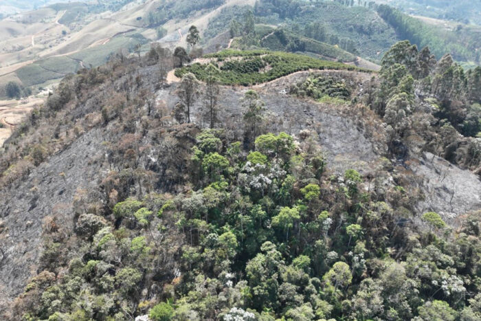 Incêndio com indícios de crime consome cerca de 550 mil metros quadrados de floresta 1 Incêndio criminoso atinge cerca de 550 mil metros quadrados de floresta em Vieiras