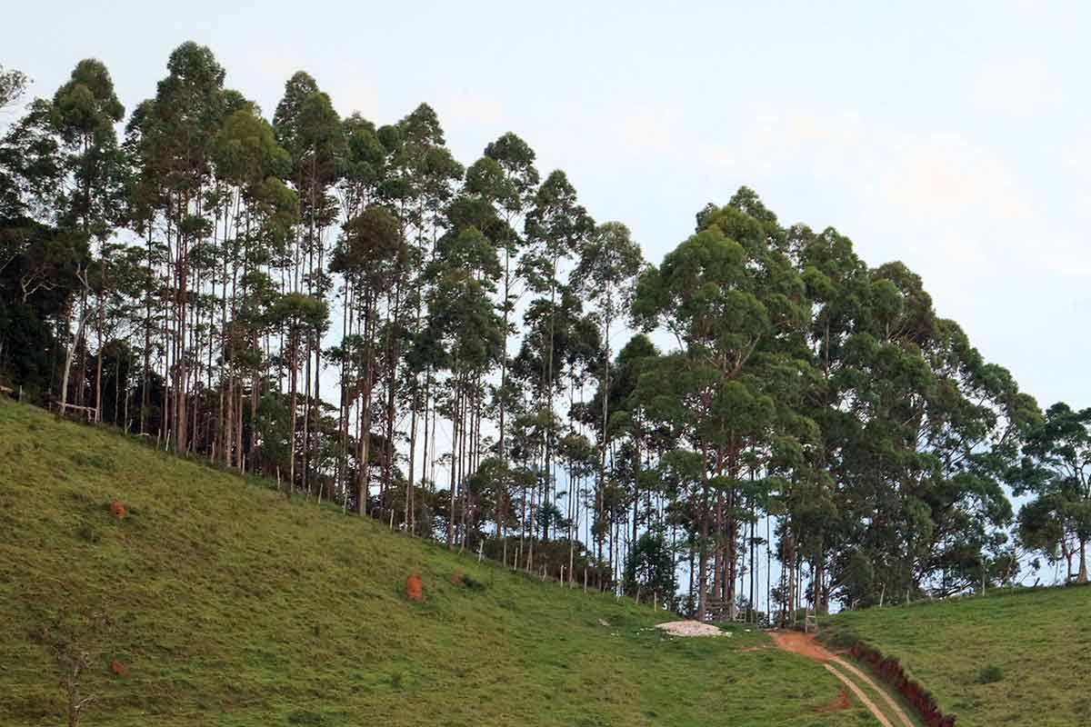 Silvicultura: entenda o que é o cultivo de árvores com fins comerciais 1 Silvicultura: entenda o que é o cultivo de árvores com fins comerciais