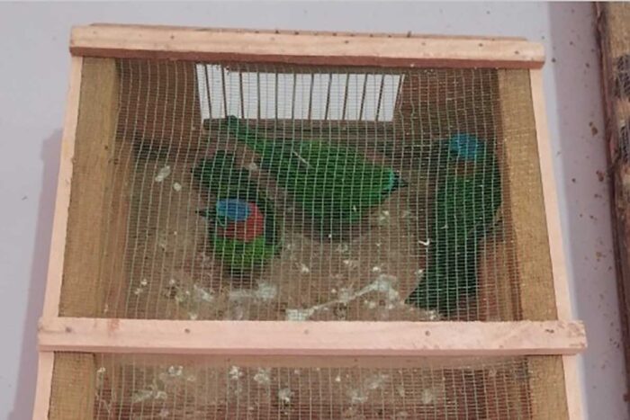 Sabiá de pescoço vermelho, tucano de pequeno porte e outros pássaros são resgatados em Juiz de Fora 2 pássaros