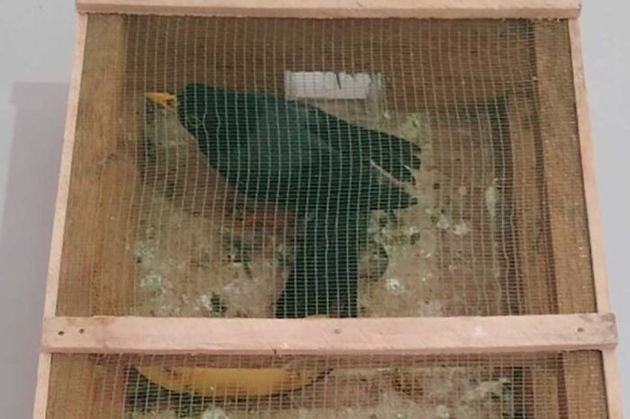 Sabiá de pescoço vermelho, tucano de pequeno porte e outros pássaros são resgatados em Juiz de Fora 1 pássaros