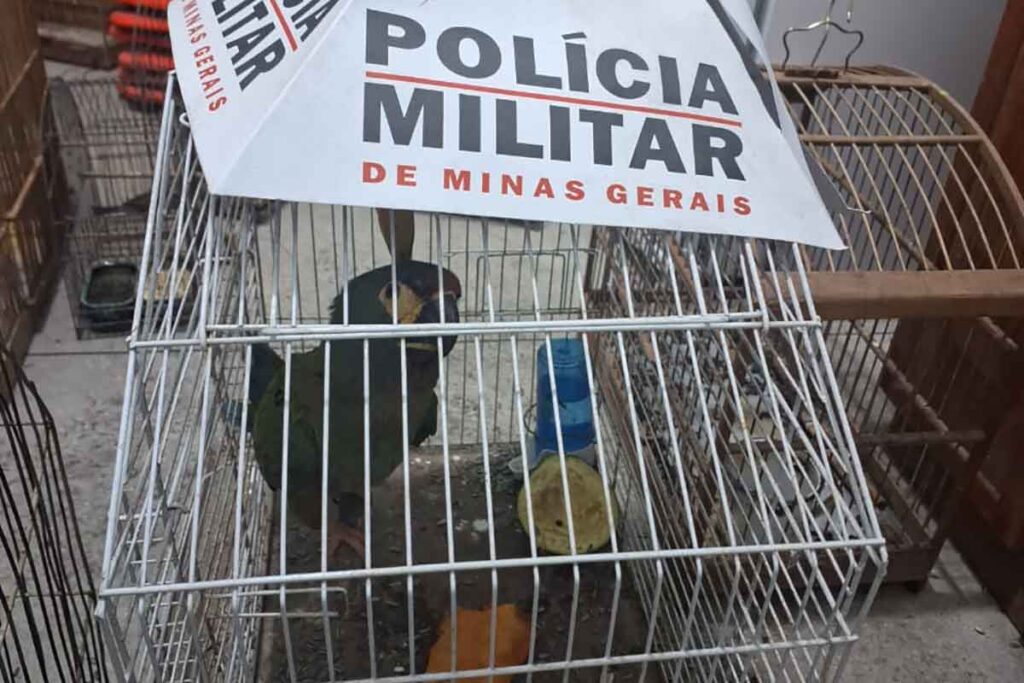 Arara maracanã, tucano e outros 36 pássaros são resgatados de cativeiro irregular 1 arara maracanã e pássaros apreendidos em Santos Dumont