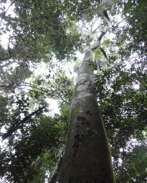 Jardim Botânico recebe sementes de espécies ameaçadas para projeto de reflorestamento 3 pau marfim daniel grasel