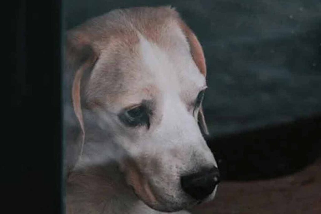 Veja 8 sinais que podem indicar que o cachorro está com dor 2 Especial PET DOR Pexels