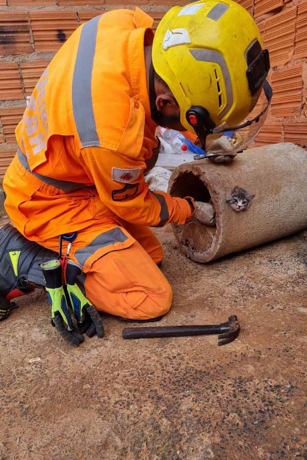 Filhote de gato fica preso em buraco e precisa de resgate dos bombeiros 1 gato
