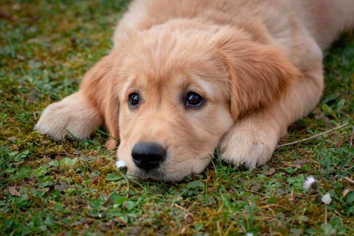Animais domésticos terão direito a RG com cadastro nacional 1 cachorro by pixabay