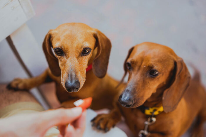 Veja 5 perguntas e respostas sobre o uso de petisco para adestramento 1 cachorros petisco by pexels