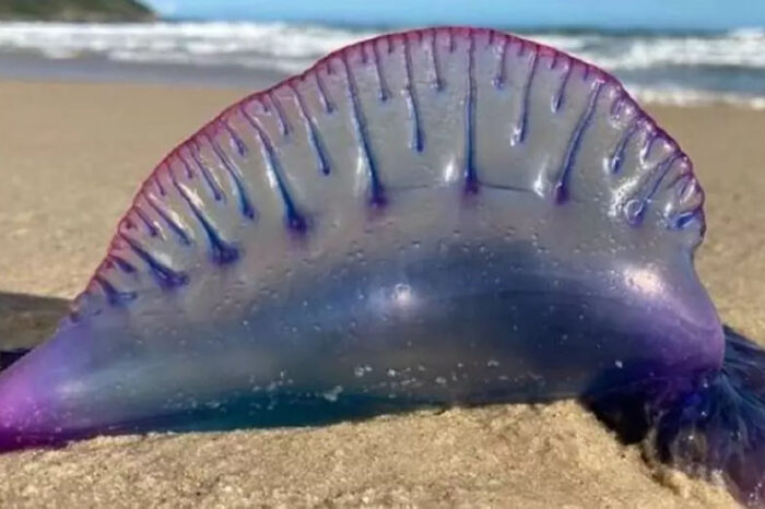 Caravelas-portuguesas são encontradas em praias da Região dos Lagos 1 caravela marinha 1