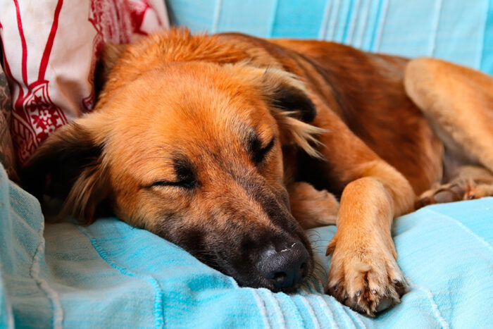 Saiba 7 curiosidades sobre o sono dos cachorros 1 cachorros