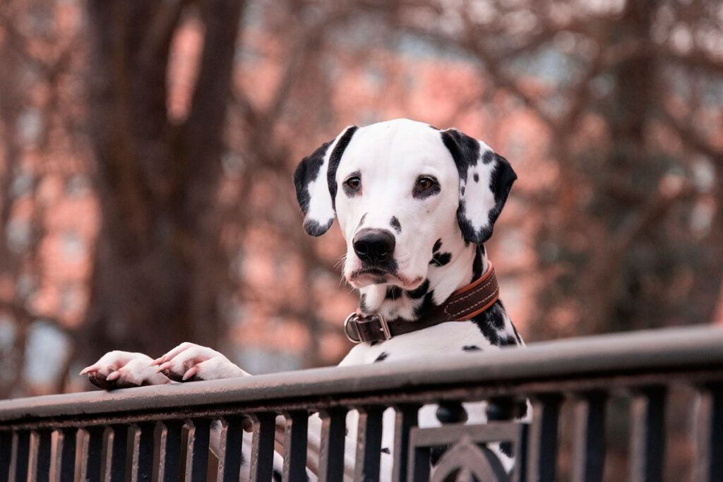 Saiba 10 nomes para cachorro inspirados em personagens da Disney 1 dalmata by pixabay