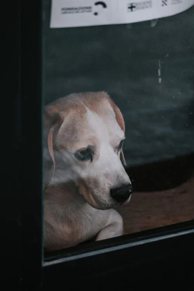 Veja 8 sinais que podem indicar que o cachorro está com dor 1 especial pet pexels