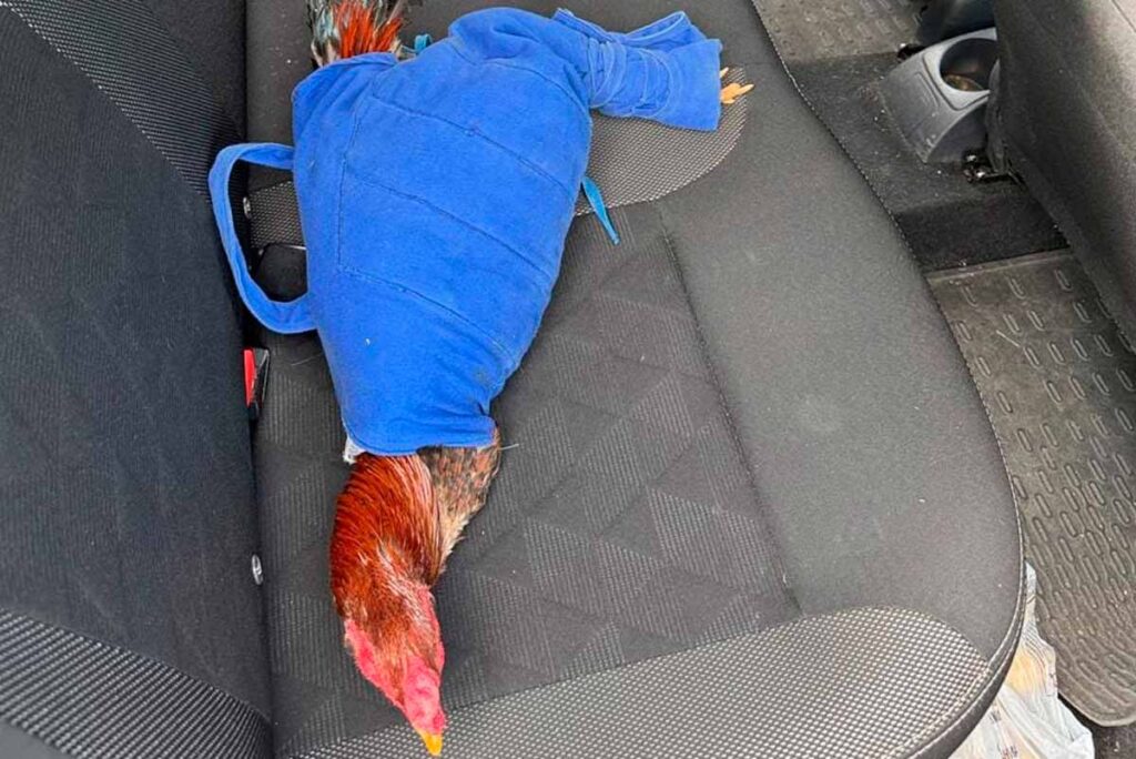Homem é preso por transportar galos em situação de maus-tratos 2 galos maus tratos foto pmr