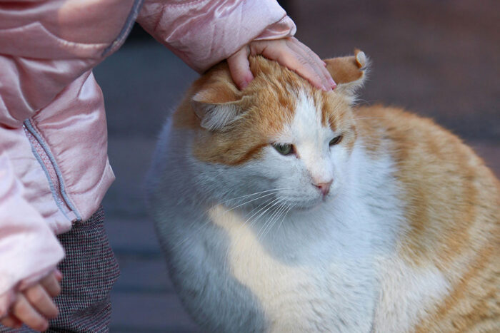Confira 8 dicas para preparar o gato para a chegada do bebê 1 gato bebe by pexels