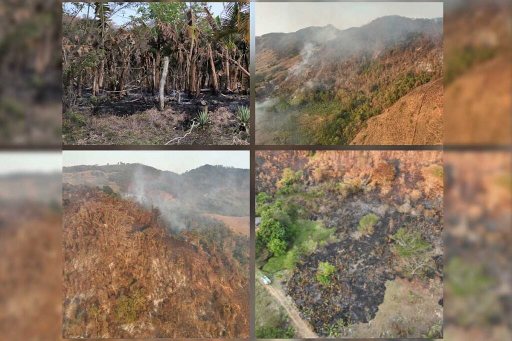 Homem é multado em mais de R$ 100 mil por causar incêndio em floresta 1 incendiocarangoladivulgcaopmma