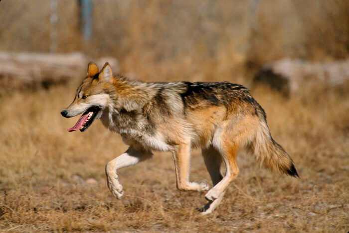 Conheça 8 semelhanças entre o cachorro e o lobo 1 lobo by pixabay