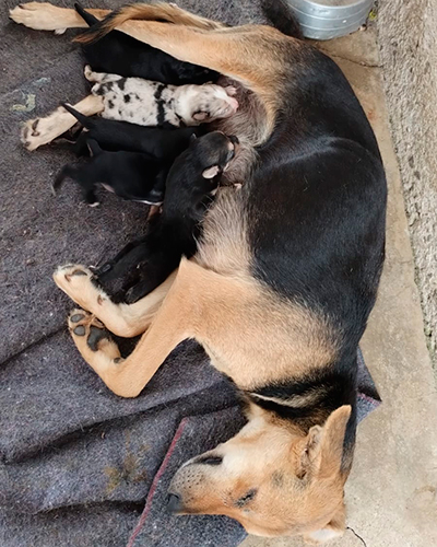 No Dia Mundial dos Animais, abrigo com mais de 600 animais pede ajuda para sobreviver; saiba como doar 1 abrigo