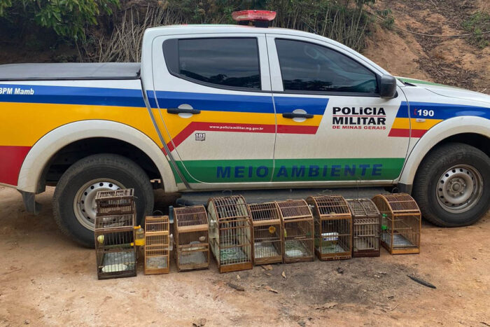 Homem é preso acusado de manter pássaros em cativeiro e de posse ilegal de arma 1 Homem é preso após denúncia de pássaros em cativeiro e posse ilegal de arma