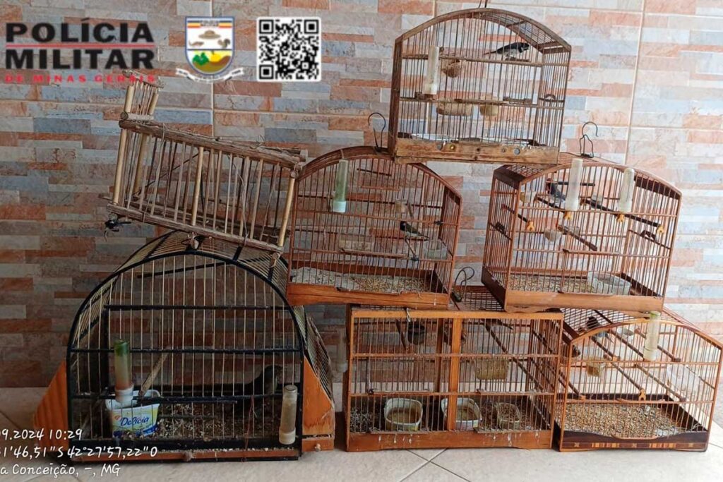 Homem é multado em R$ 11 mil por manter cinco coleiros e um sabiá irregulares 1 Homem é multado em R$ 11 mil por manter cinco coleiro e um sabiá irregulares